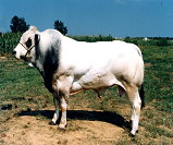 Victor - Anaborapi